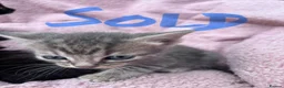 British Shorthair cats for sale: Friendly Tabby kittens  - Advert 12