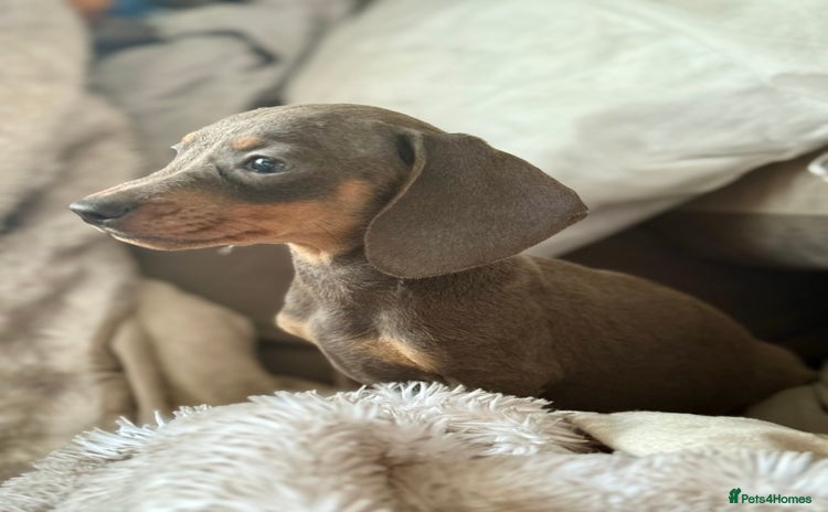Miniature Dachshund dogs - Advert 3