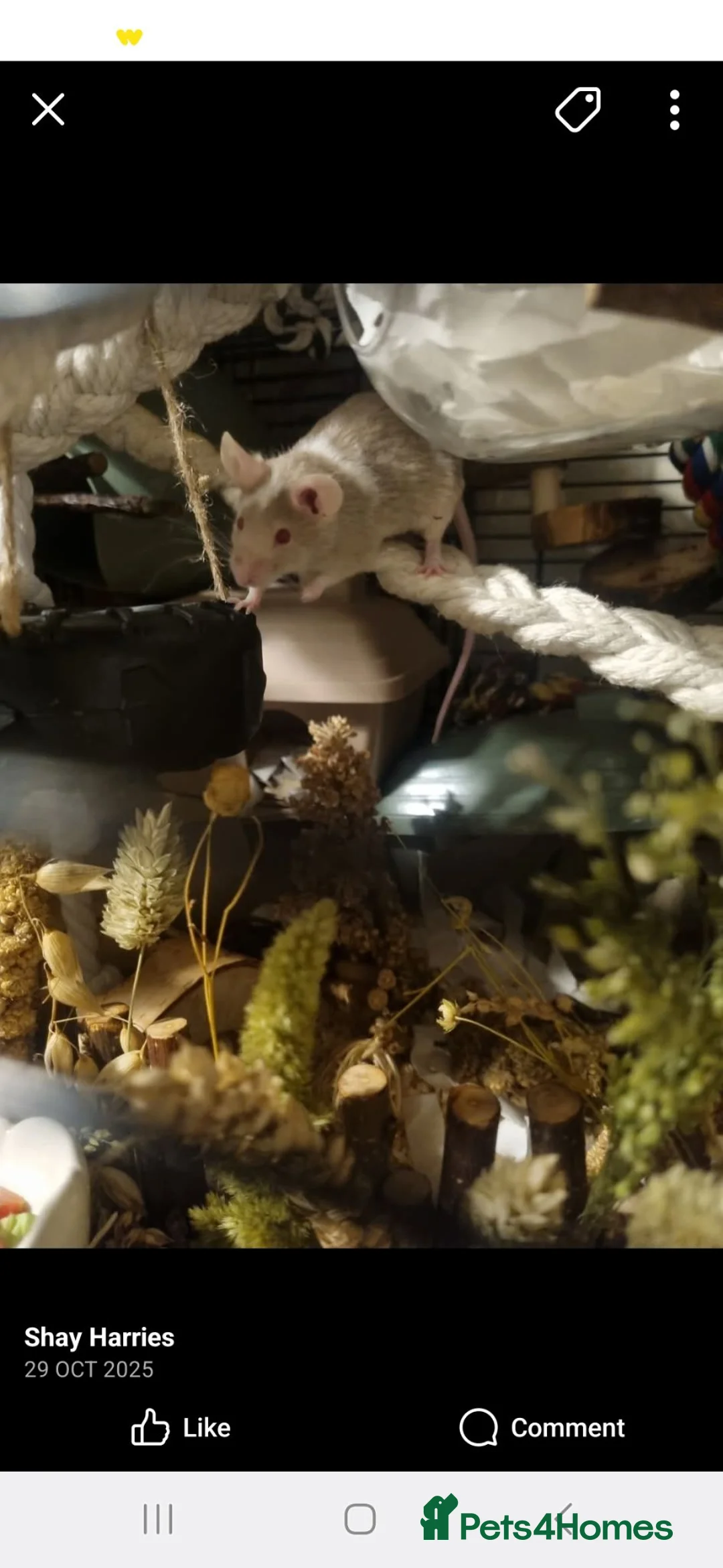 Mouse rodents for sale: 2 boy mice  - Advert 2