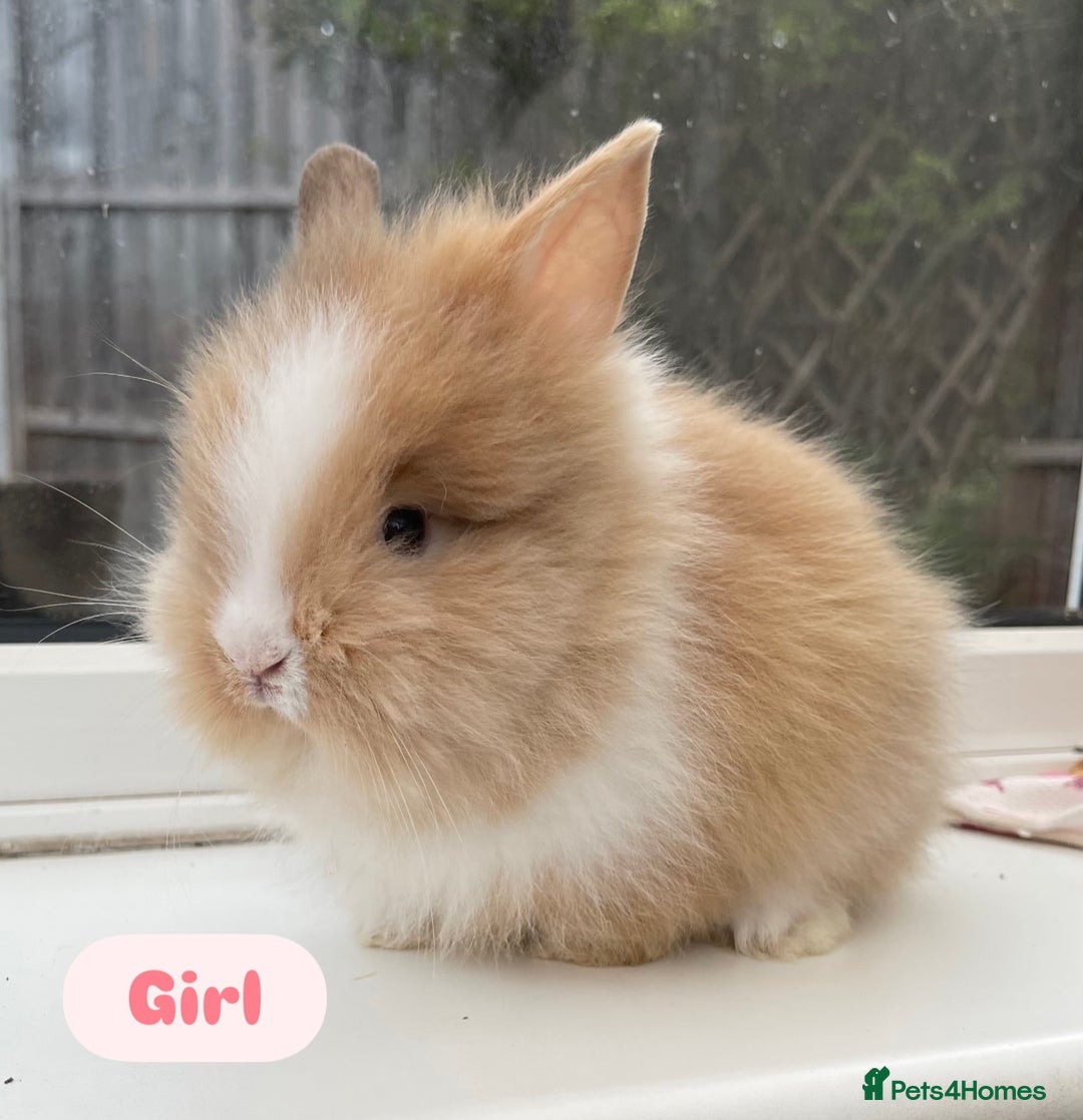 Lionhead rabbits for sale: Purebred DM lionhead babies 🐰🐰 - Image 2