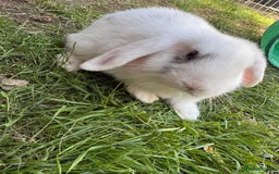 Mini Lop rabbits for sale: Male minilop  - Image 2