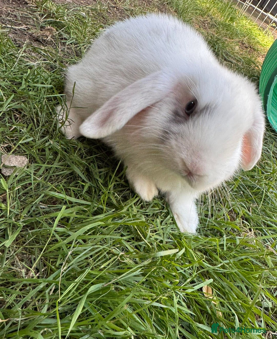 Mini Lop rabbits for sale: Male minilop  - Image 2