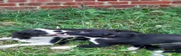 Border Collie dogs for sale: 4 adorable puppies for sale - Advert 12
