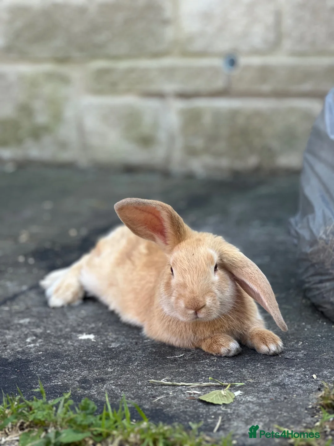 Mixed Breed rabbits for sale: x2 Male Rabbits in Bradford-on-Avon - Advert 4