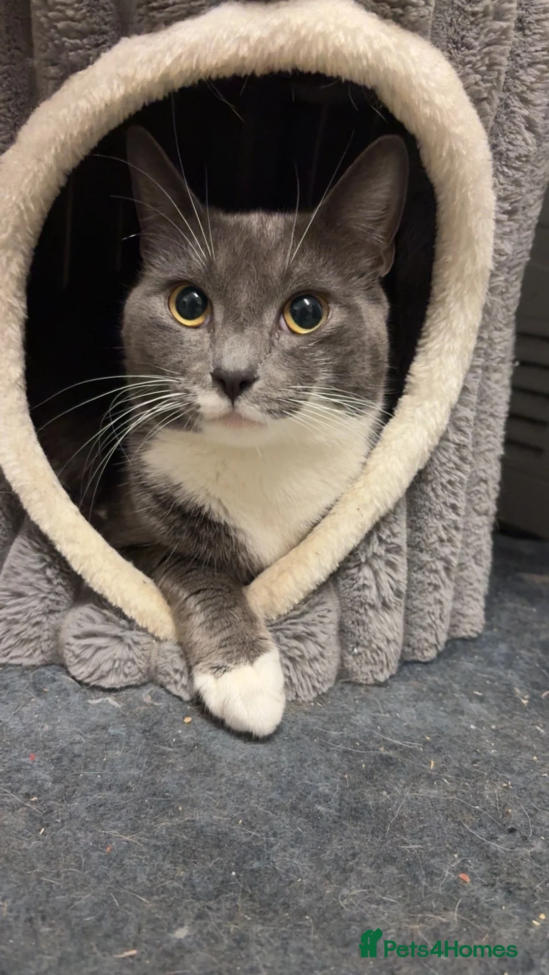 Russian Blue cats for sale: Male Russian blue  in Barnsley - Advert 3