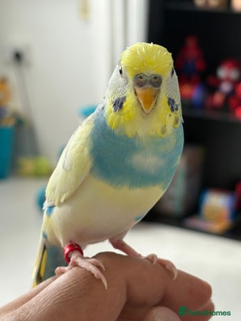 Budgerigars birds - Advert 2