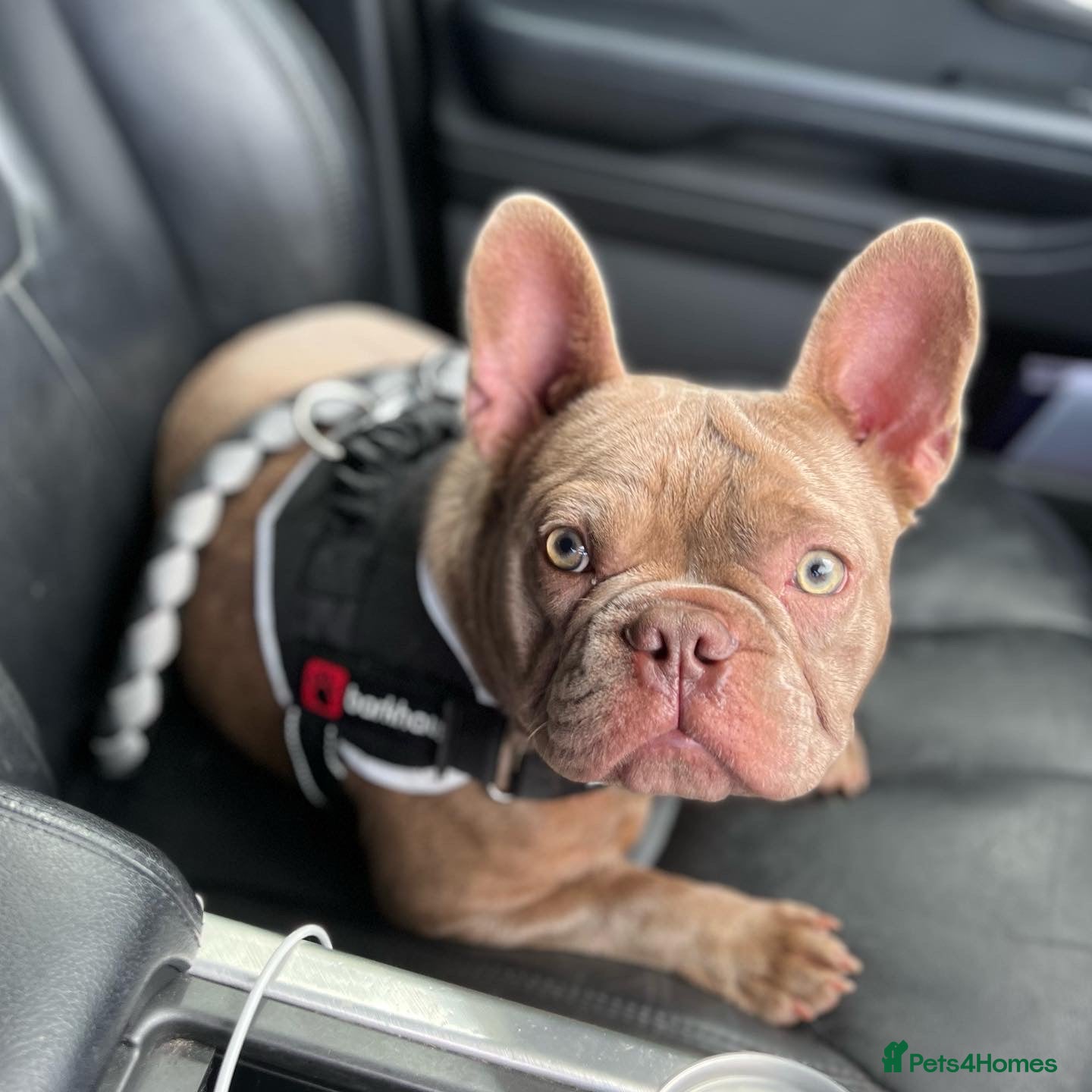 French Bulldog dogs Solid Isabella Frenchie Stud - Advert 10