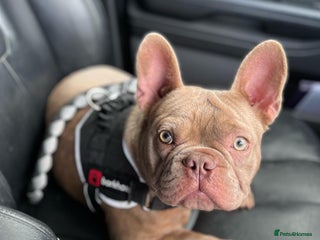French Bulldog dogs Solid Isabella Frenchie Stud - Advert 5