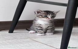 British Shorthair cats for sale: 4 kittens  - Image 10