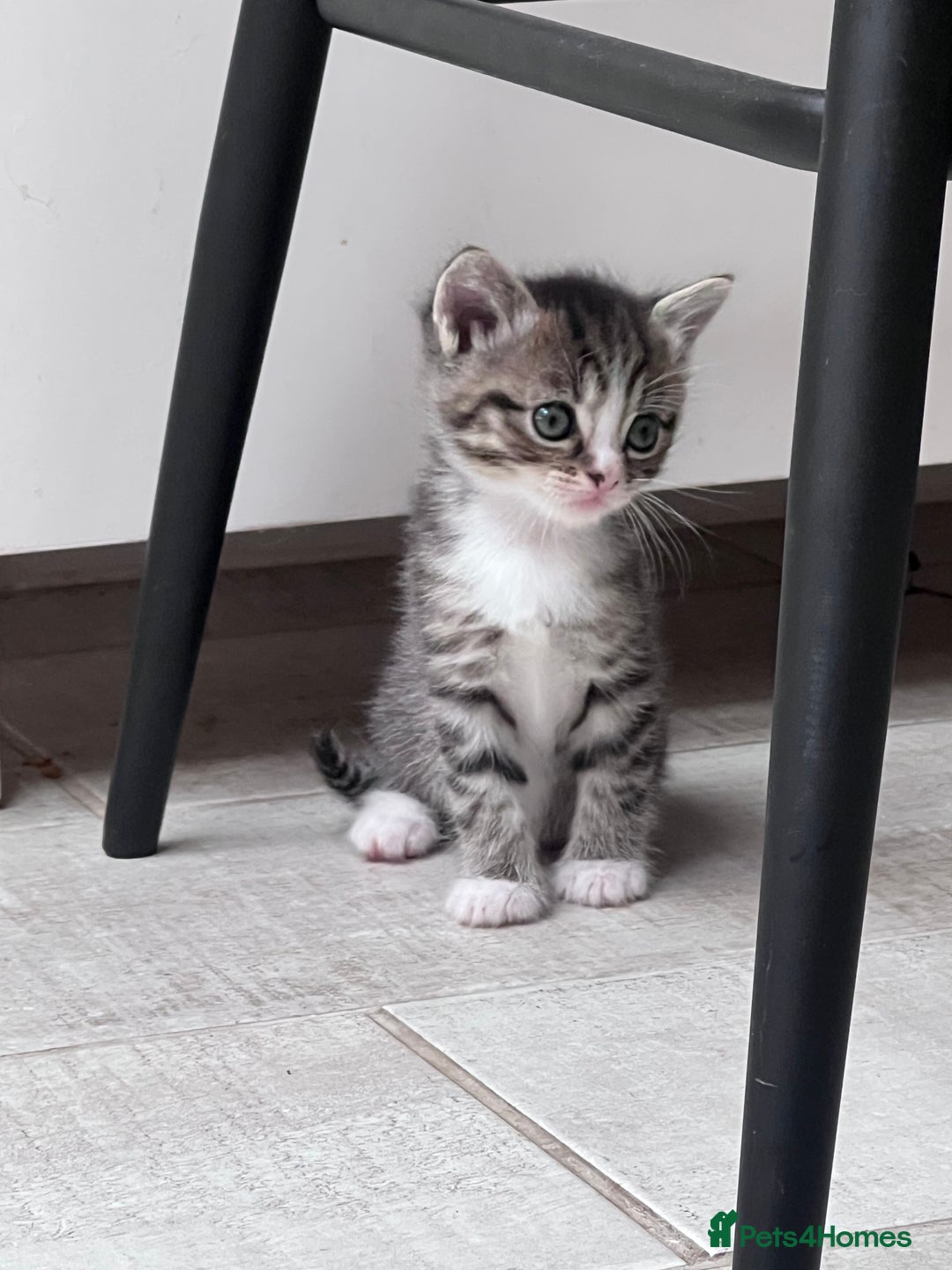 British Shorthair cats for sale: 4 kittens  - Image 10