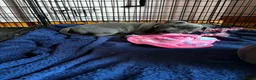 Staffordshire Bull Terrier dogs for sale: Blue Staffordshire bull terrier pups - Advert 8