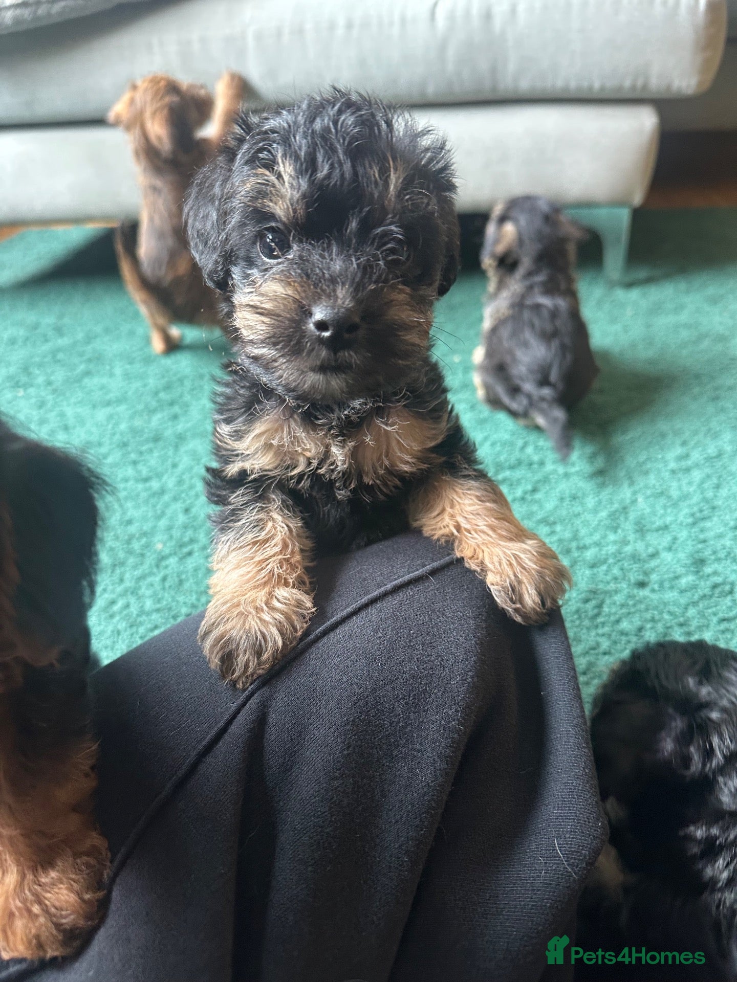 Mixed Breed dogs 4 left - Beautiful health/DNA tested F1 Jackapoos  - Advert 4