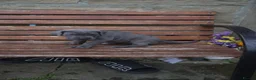 Cane Corso dogs for sale: Cane corso puppies - iccf champion bloodline  in Halifax - Advert 3