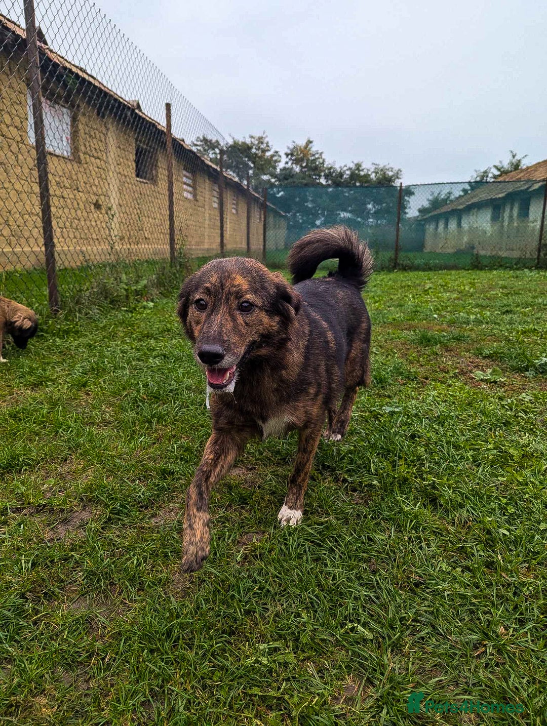 Mixed Breed dogs for adoption: Dara for adoption - Advert 5