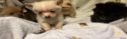 Pomchi dogs for sale: Pomeranian puppy's  - Advert 6