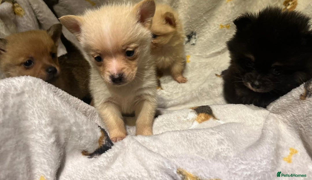 Pomchi dogs for sale: Pomeranian puppy's  - Advert 6