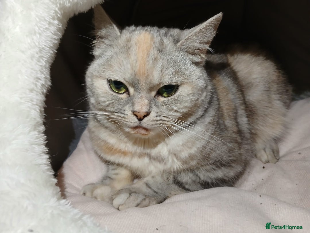 Mixed Breed cats for sale: Kitty - Image 6
