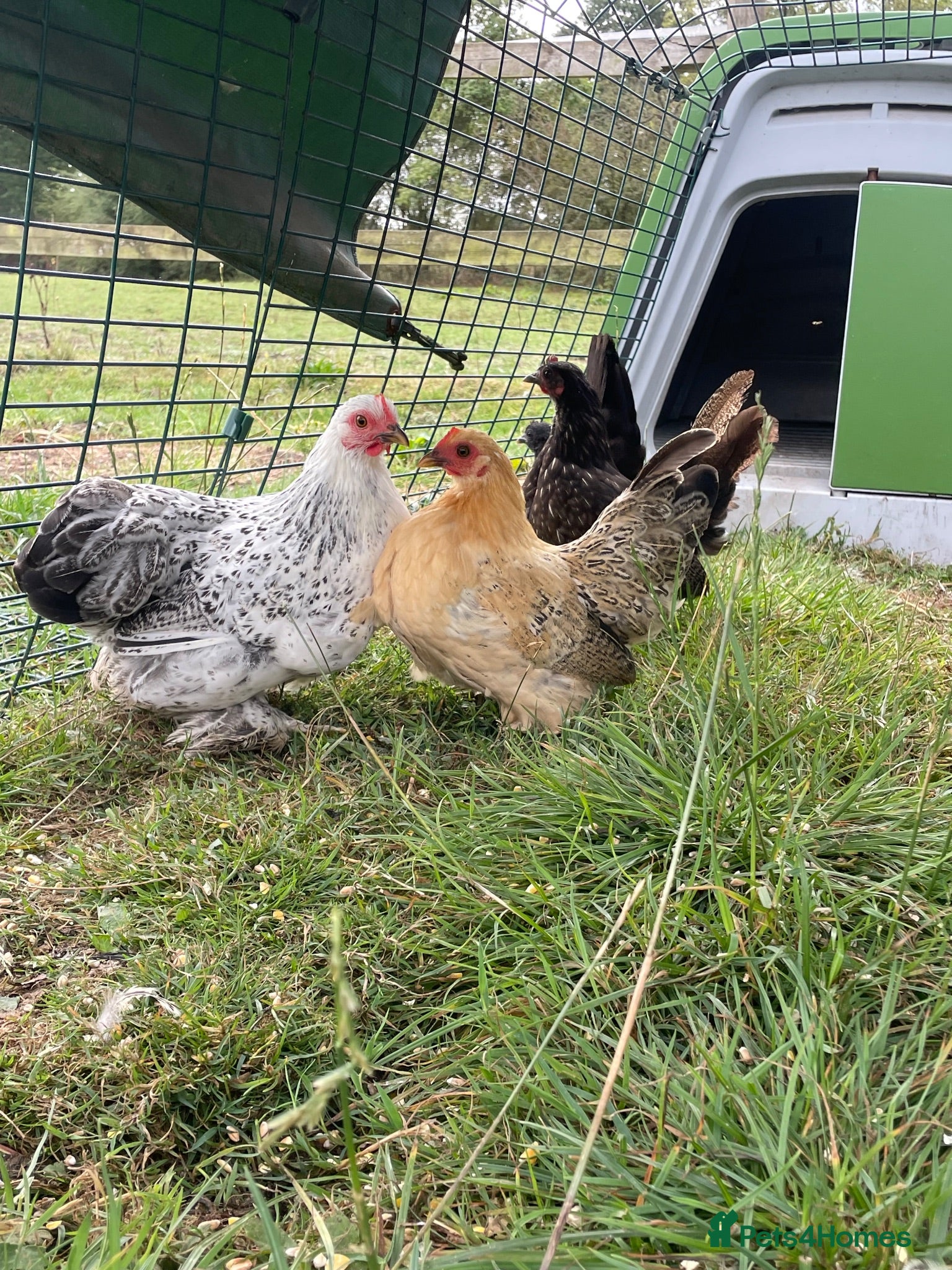 Chickens poultry Pekin hens  - Advert 2