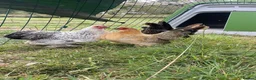Chickens poultry for sale: Pekin hens  - Advert 2