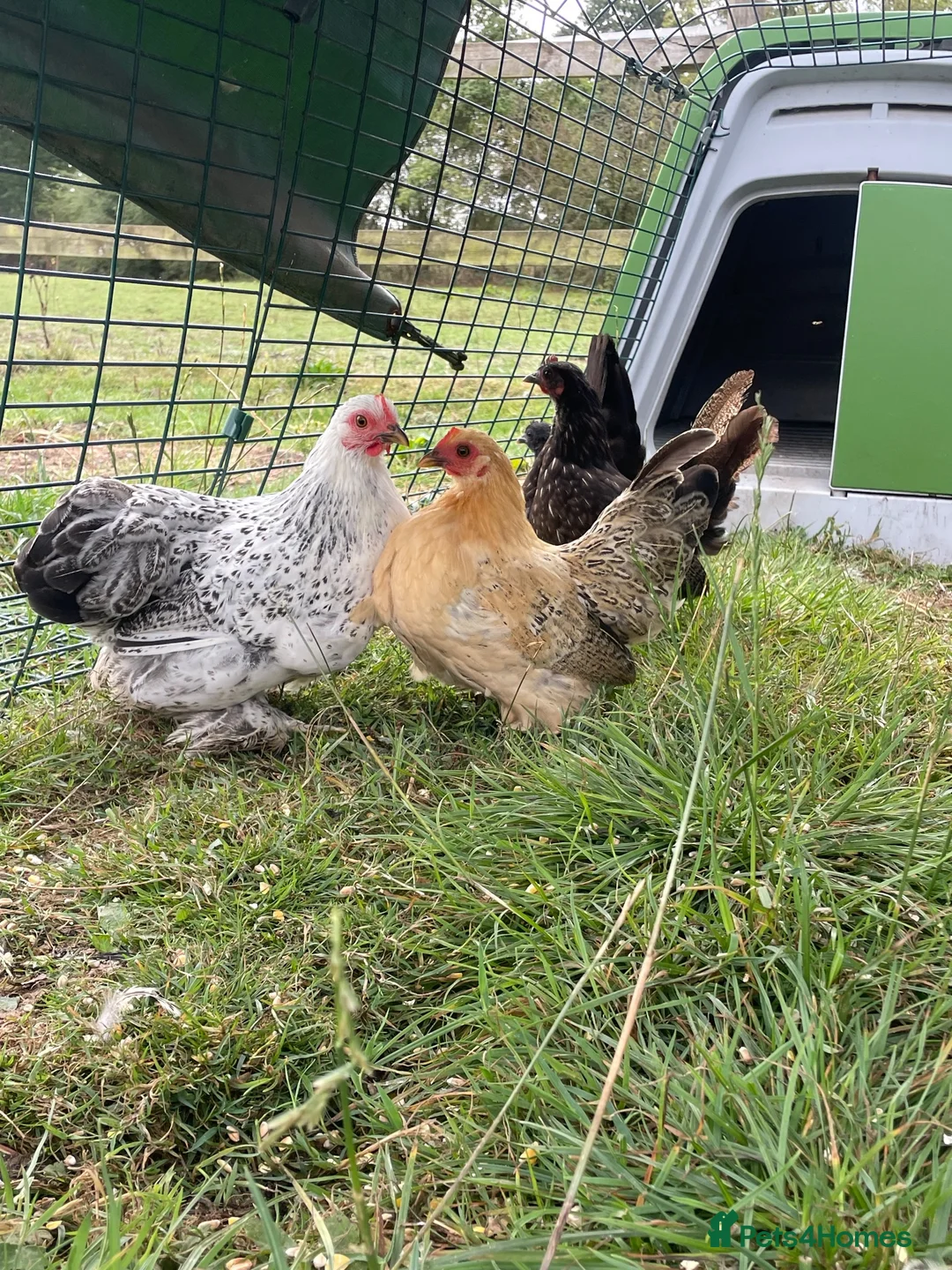 Chickens poultry for sale: Pekin hens  - Advert 2