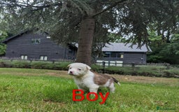 Mixed Breed dogs for sale: Welsh Collie/Border Collie puppies for sale - Image 4