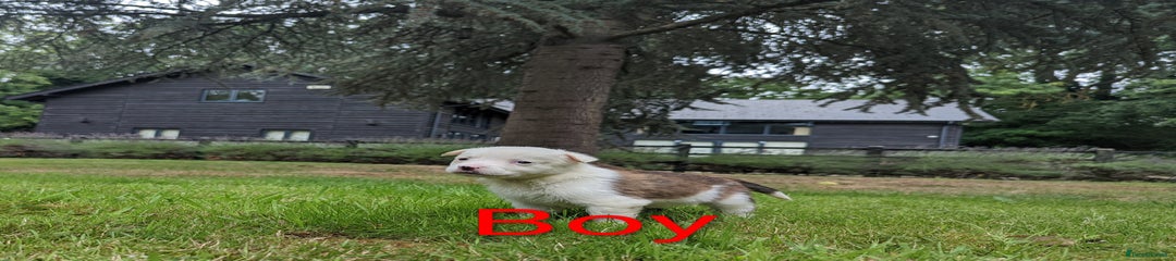 Brown + White Dog