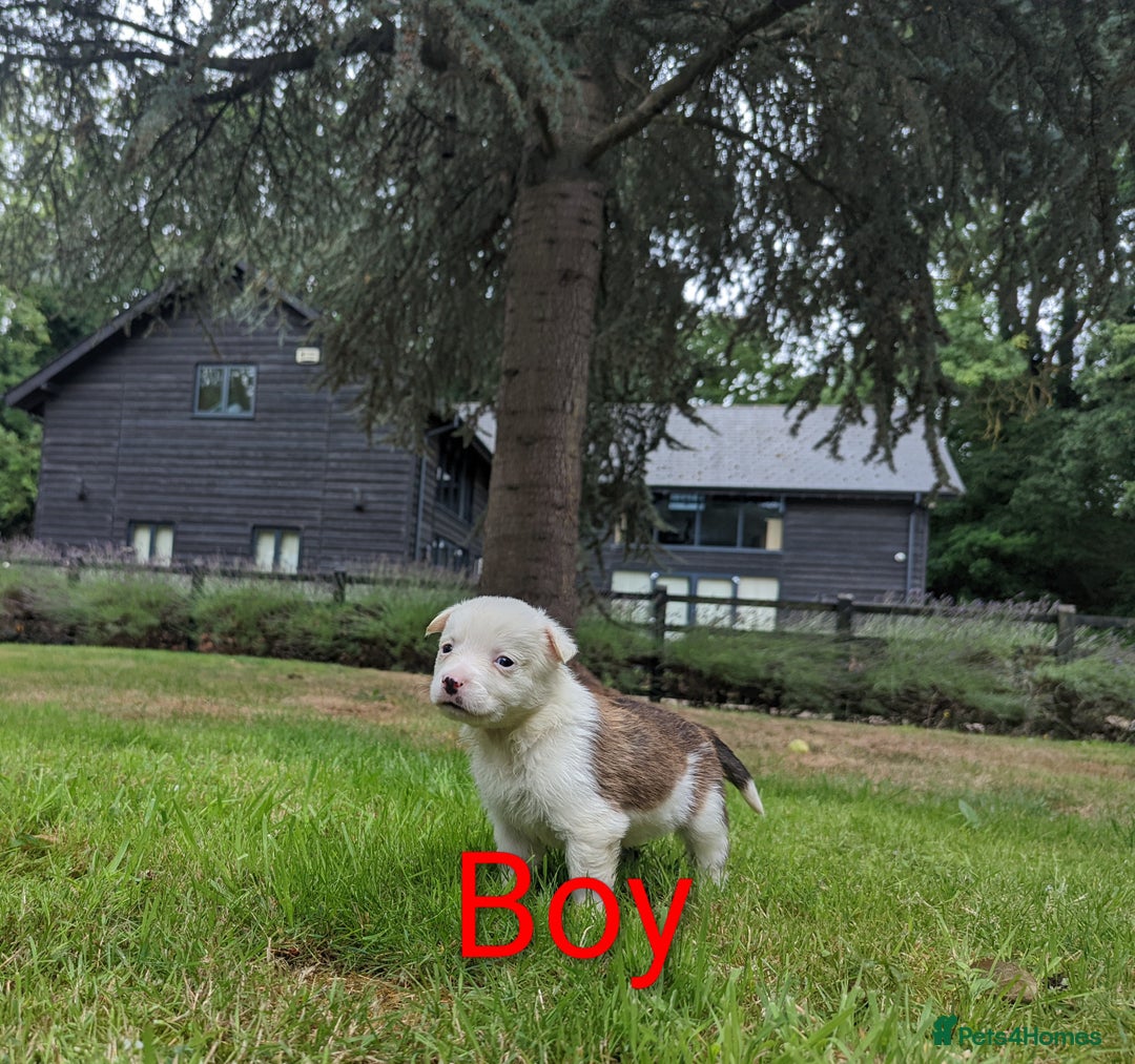 Mixed Breed dogs for sale: Welsh Collie/Border Collie puppies for sale - Image 4