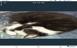 Domestic Shorthair cats for sale: Beautiful kittens ready for loving homes  - Image 7