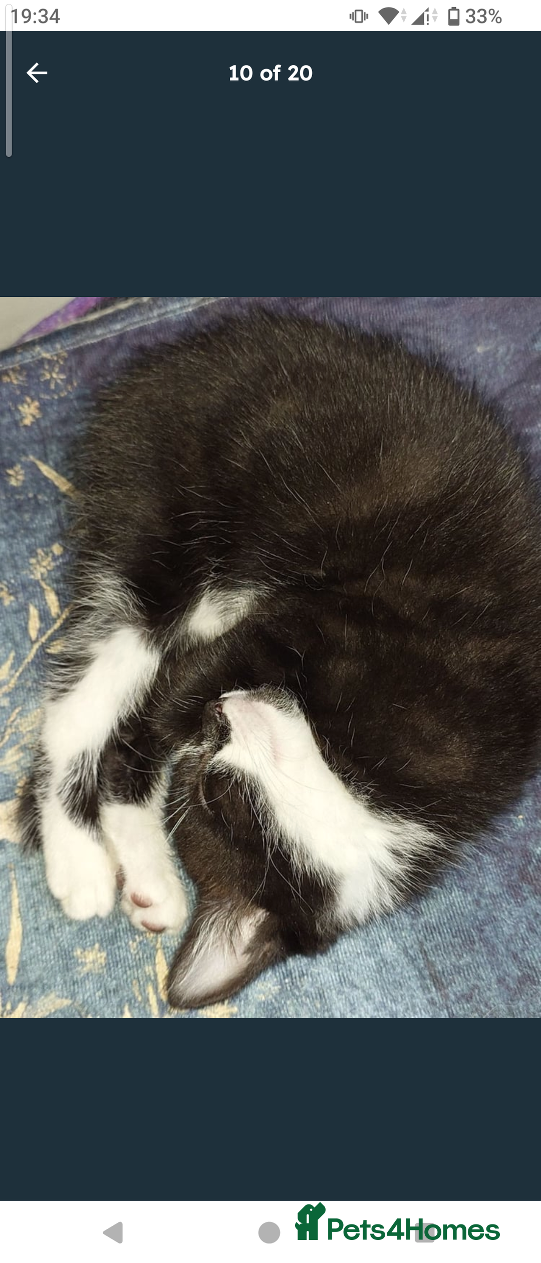 Domestic Shorthair cats for sale: Beautiful kittens ready for loving homes  - Image 7