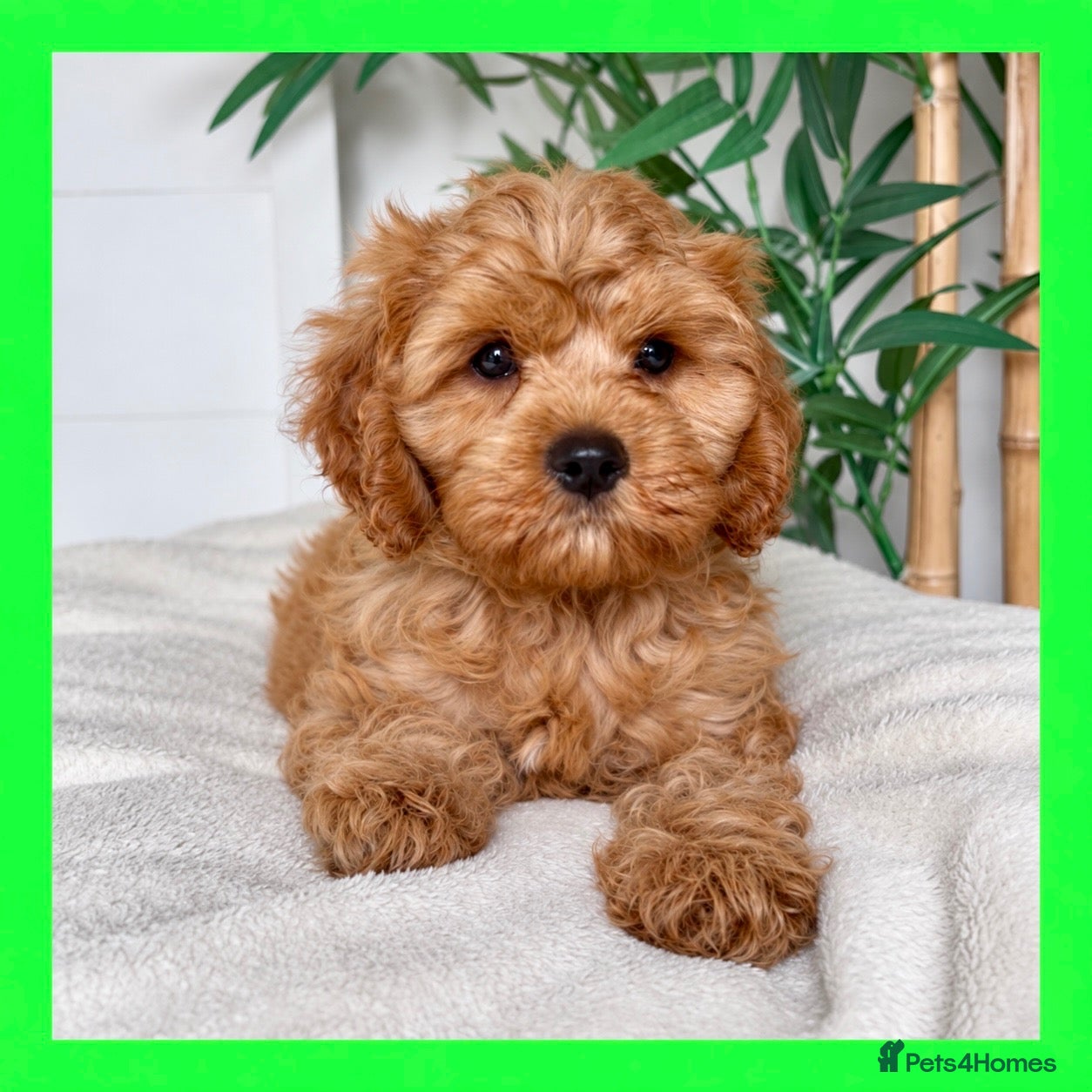 Cavapoo dogs Fluffy cuddly cavapoo boy from DNA tested parents - Advert 2