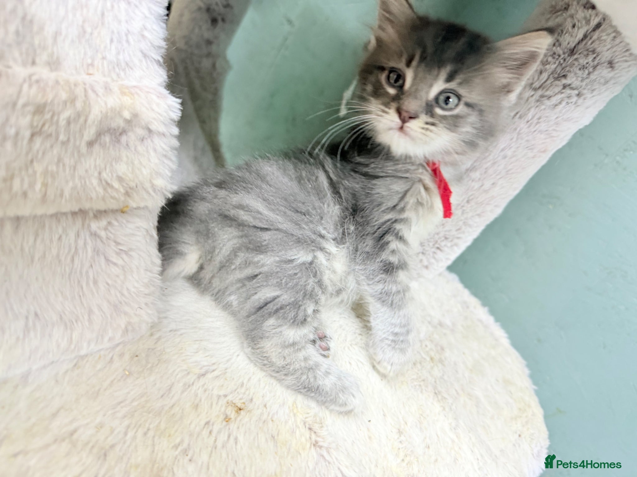 Maine Coon cats Mainecoon  - Advert 1