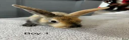 English Lop rabbits for sale: Himalayan x lop bunnies  - Advert 3
