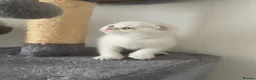 Scottish Fold cats for sale: Adorable Scottish Fold Kittens - Advert 20