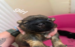 Shih Tzu dogs for sale: Stunning full pedigree miniature shih tzu puppies  - Image 8
