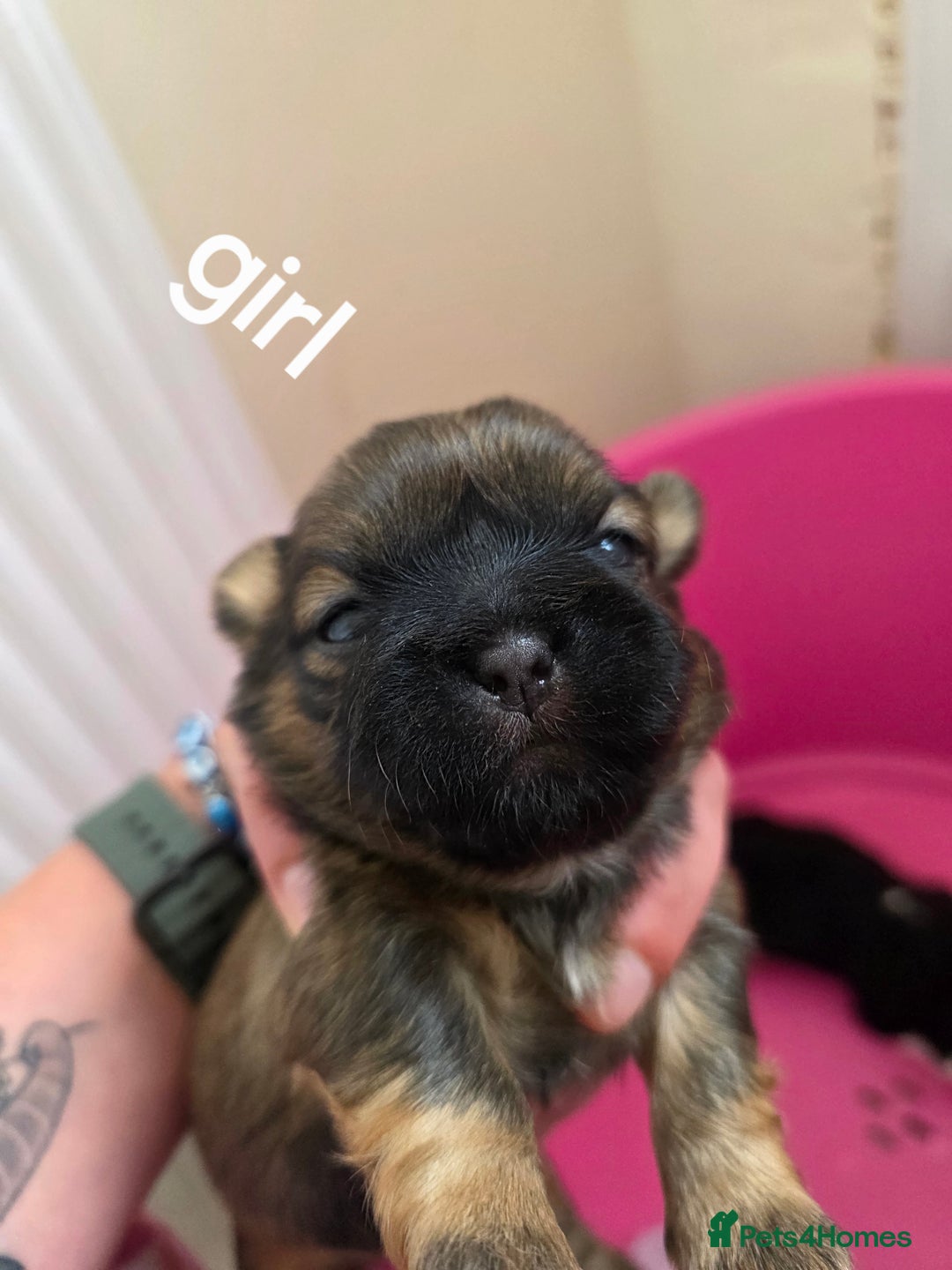 Shih Tzu dogs for sale: Stunning full pedigree miniature shih tzu puppies  - Image 8