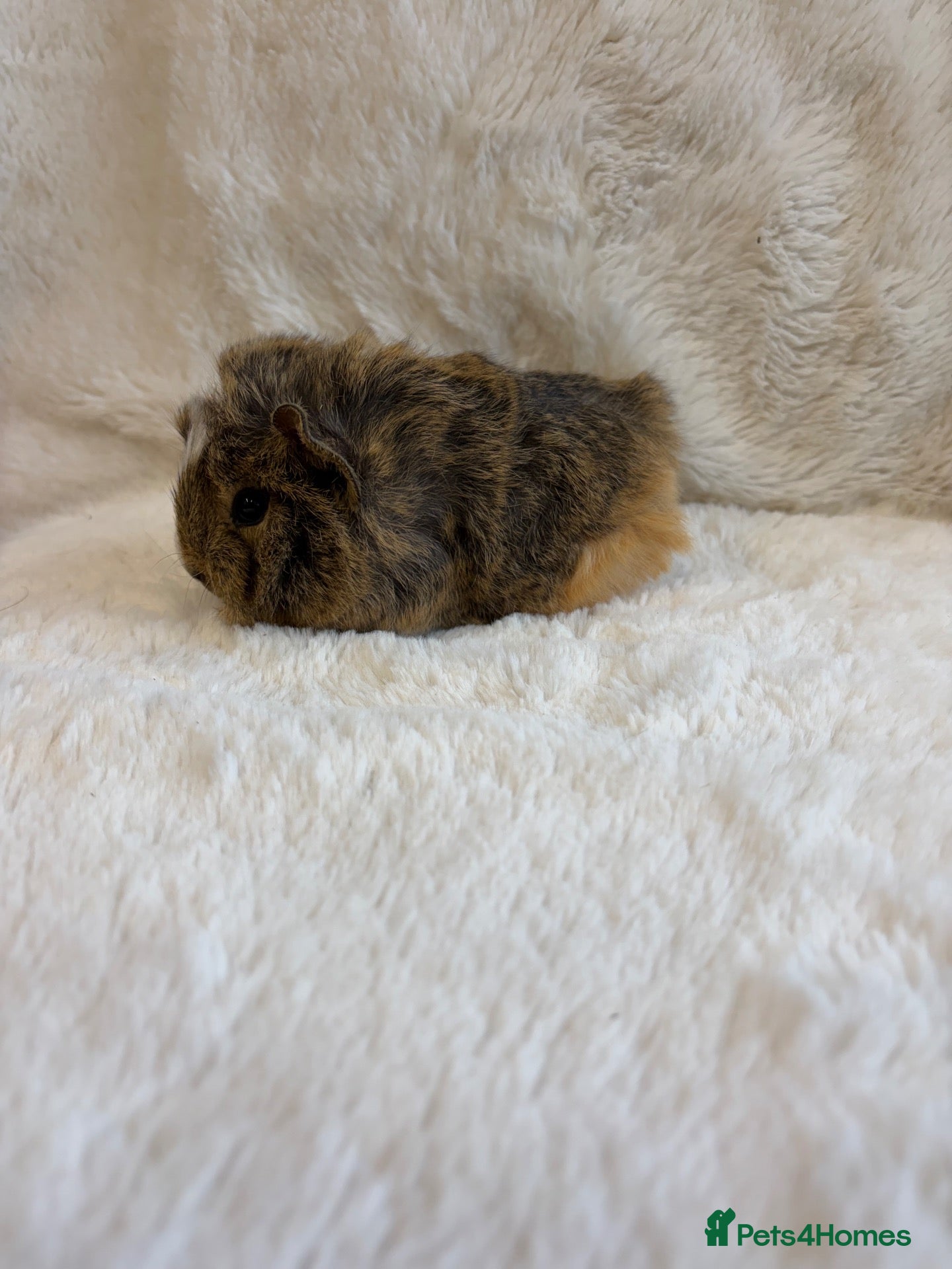 Guinea Pig rodents for sale: Funky and sheltie males  - Advert 2