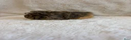 Guinea Pig rodents for sale: Funky and sheltie males  - Advert 3