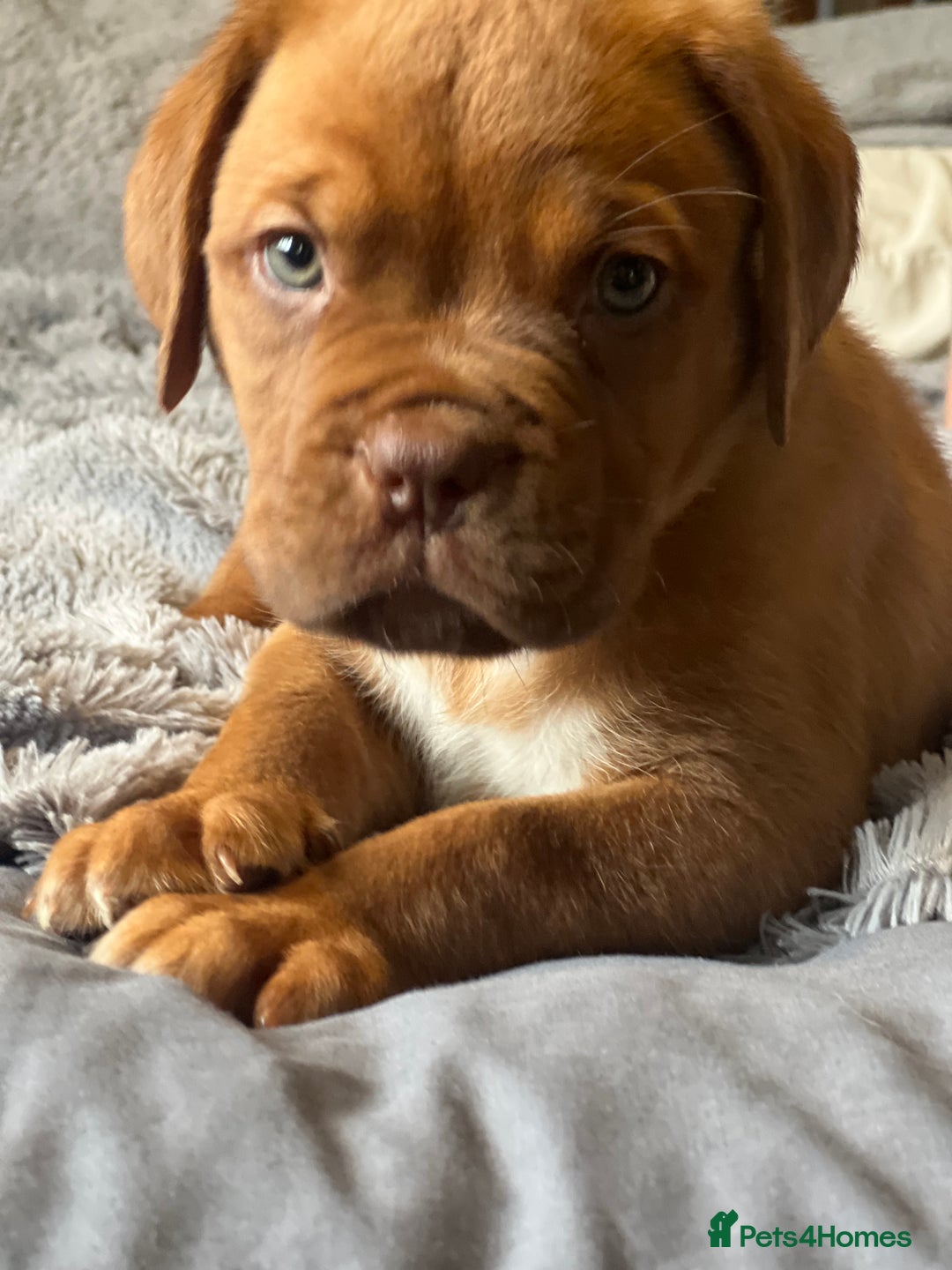 Dogue De Bordeaux dogs for sale: Kc registered Dogue de bordeaux puppies  - Image 20
