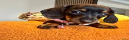 Miniature Dachshund dogs for sale: 🐾✨ GORGEOUS MINIATURE KC DACHSHUND PUPPIES ✨🐾 - Advert 11
