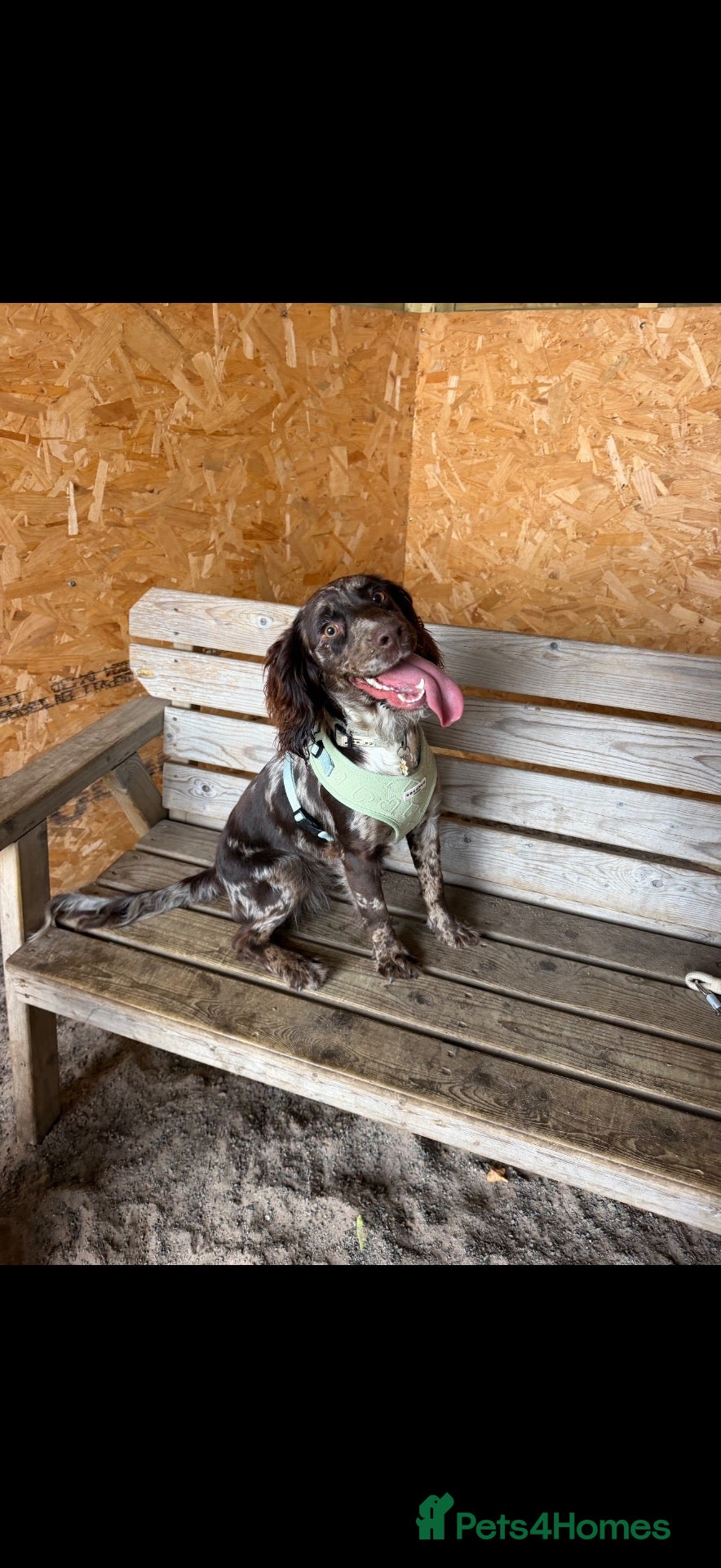 Cocker Spaniel dogs 10 Month puppy, Blossom. - Advert 17