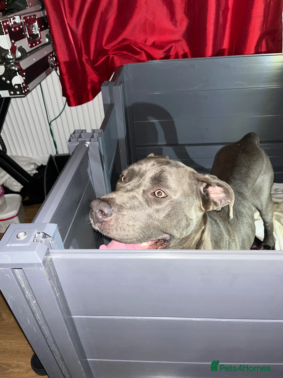 Mixed Breed dogs for sale: Staffs/cane cords puppies for sale in London - Advert 6