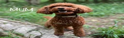 Toy Poodle dogs for sale: Deep red Toy Poodle puppies 🐶 in Exeter - Advert 38