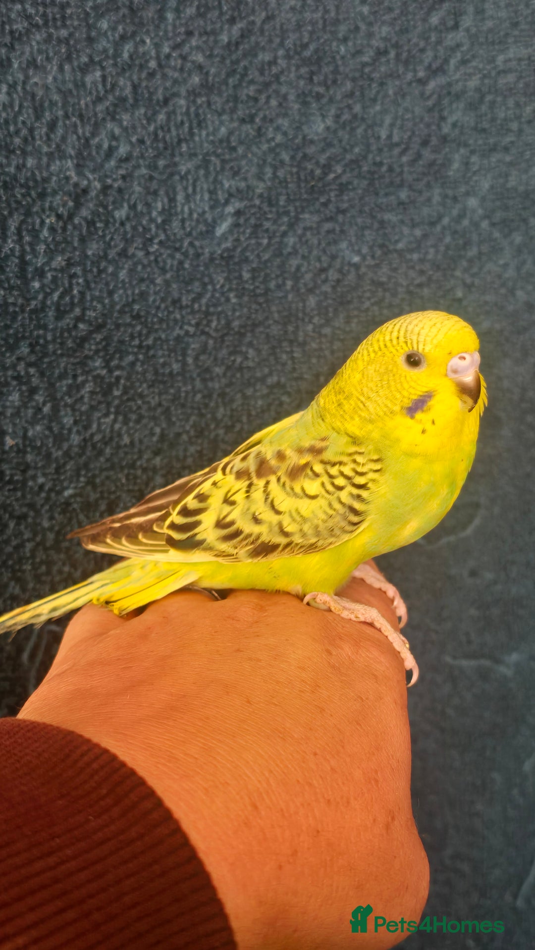 Budgerigars birds for sale: Blackwing and budgies available  - Image 6