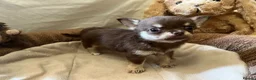 Chihuahua dogs for sale: Chihuahua puppies with blue and green eyes 2 m & 2 - Advert 16