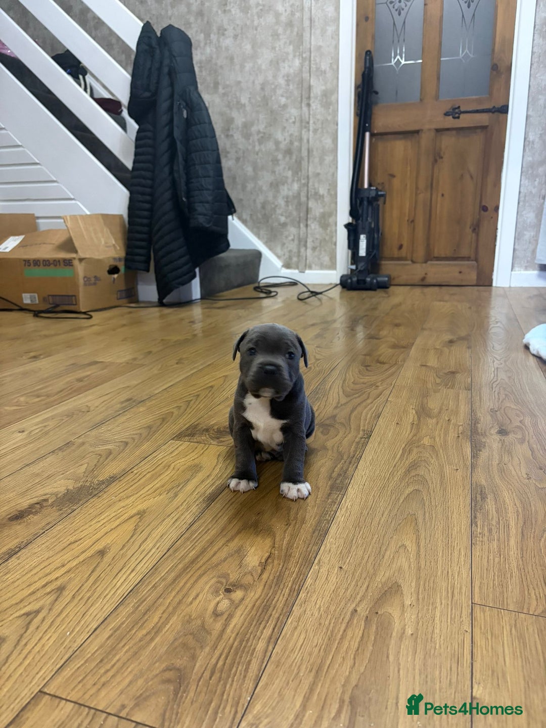 Staffordshire Bull Terrier dogs for sale: Blue Staffordshire bull Terrier pups  - Advert 7