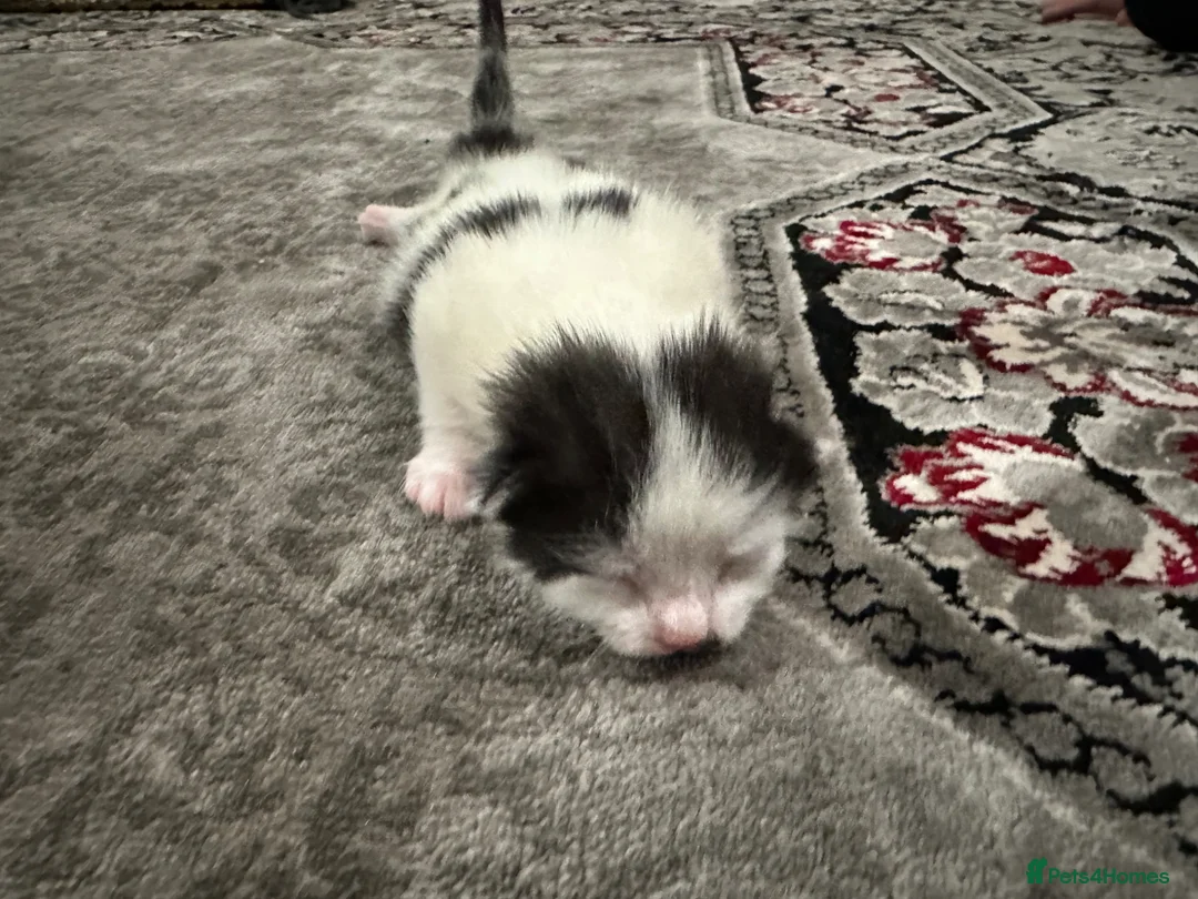 Mixed Breed cats for sale: small kittens for sale. in Burnley - Advert 5