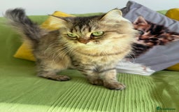 British Longhair cats for sale: British Longhair Cat - Image 8