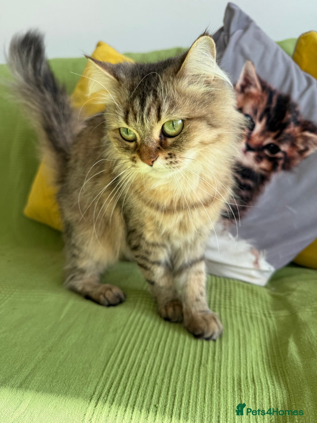 British Longhair cats for sale: British Longhair Cat - Image 8