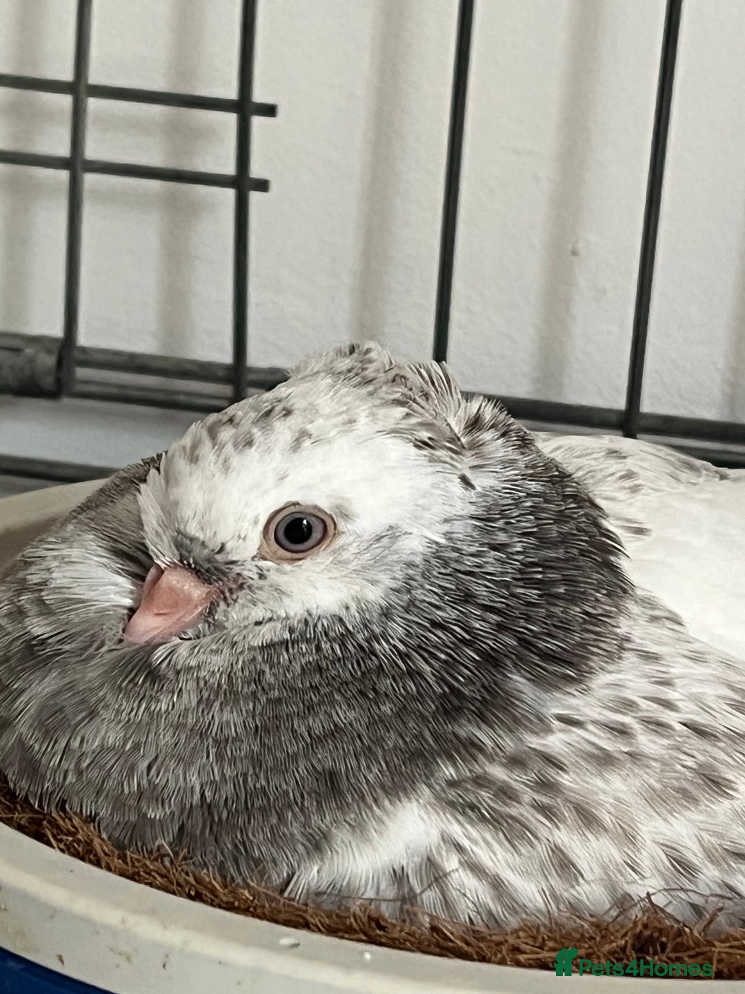 Pigeons birds for sale: Hand Reared German Owl male  - Advert 4