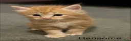 Mixed Breed cats for sale: Kittens looking for their forever homes in Huntingdon - Advert 5